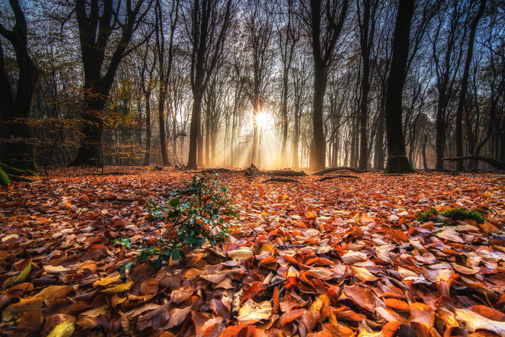 Paisaje de otoño